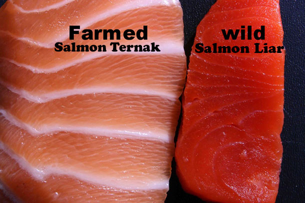 Ciri_Ikan_Salmon_yang_Baik_610